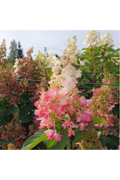 Гортензия Кенделайт розовые оттенки на соцветиях